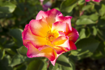 Pink and yellow rose