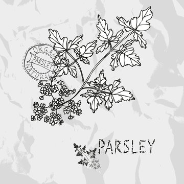 hand drawn parsley