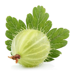 Closeup of green gooseberry with leaf isolated on white