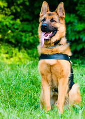German shepherd.