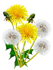 spring flowers dandelions