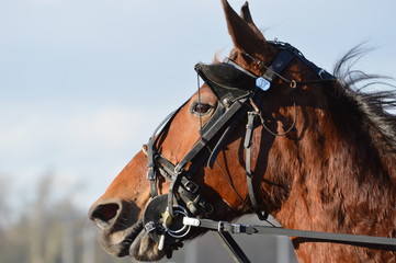 trotteur cheval