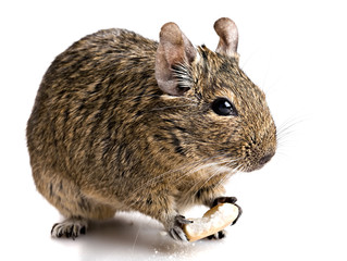 hamster chewing bake