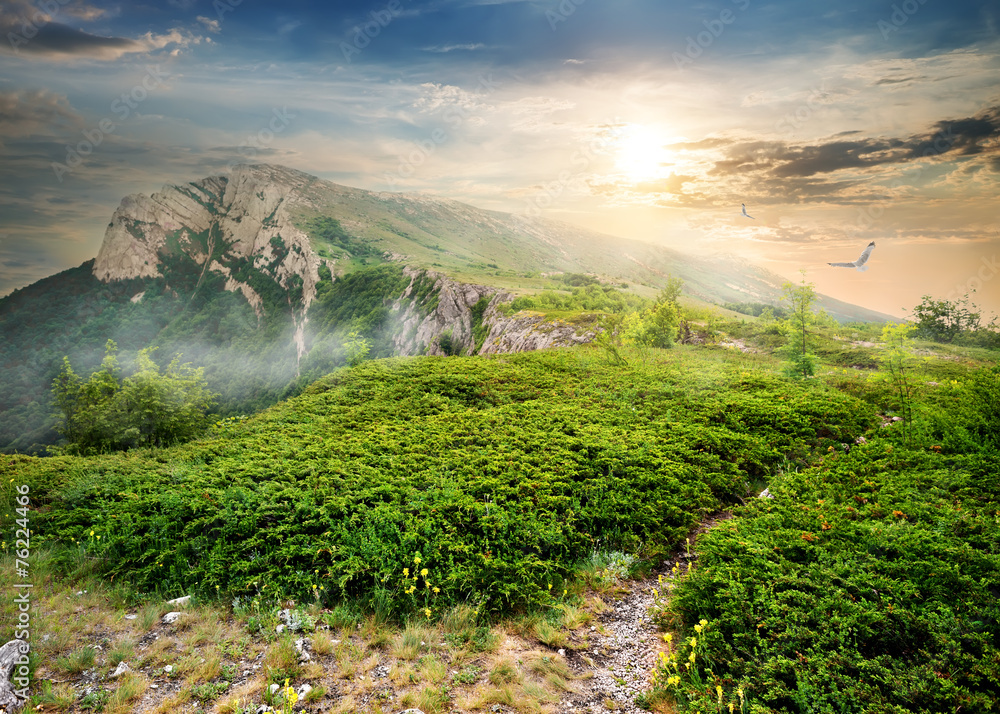 Canvas Prints juniper in mountains