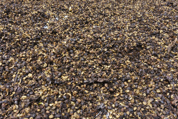 Coffee seed