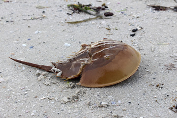 Atlantic horseshoe crab © BeeRu
