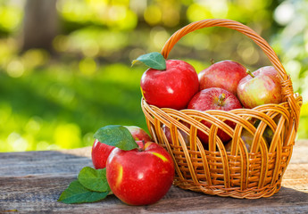 Organic apples in basket in summer grass. Fresh apples in nature