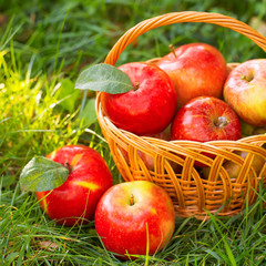 Organic apples in basket in summer grass. Fresh apples in nature