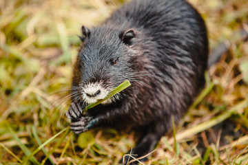 Nutria