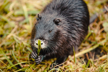 Nutria (Myocastor coypus)