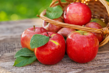 Organic apples in basket in summer grass. Fresh apples in nature