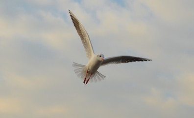Seagull Flying, Seagull, Gull, Seabird, Bird, Bird Flying