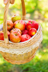 Organic apples in basket in summer grass. Fresh apples in nature