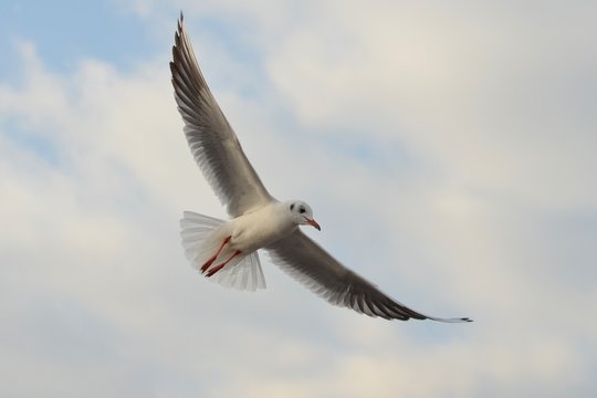 Seagull Flying, Seagull, Gull, Seabird, Bird, Bird Flying