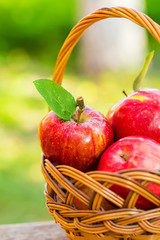 Organic apples in basket in summer grass. Fresh apples in nature