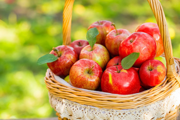 Organic apples in basket in summer grass. Fresh apples in nature