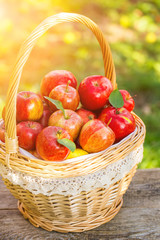 Organic apples in basket in summer grass. Fresh apples in nature