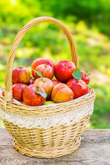 Organic apples in basket in summer grass. Fresh apples in nature