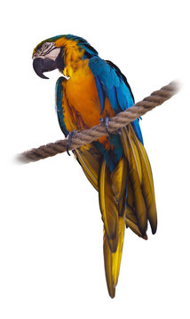 Blue and yellow Macaw