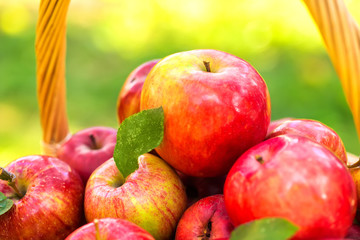 Organic apples in basket in summer grass. Fresh apples in nature