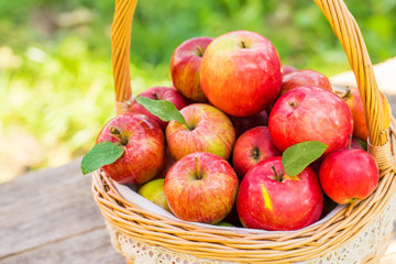 Organic apples in basket in summer grass. Fresh apples in nature