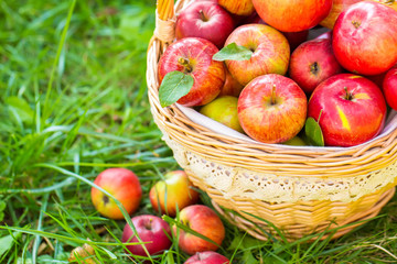 Organic apples in basket in summer grass. Fresh apples in nature