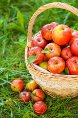 Organic apples in basket in summer grass. Fresh apples in nature