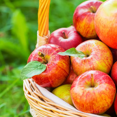 Organic apples in basket in summer grass. Fresh apples in nature