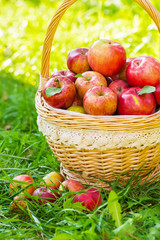 Organic apples in basket in summer grass. Fresh apples in nature