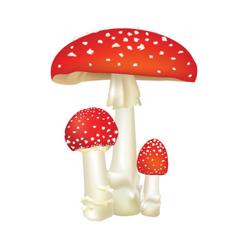 Red poison mushroom isolated on white background