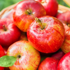 Organic apples in basket in summer grass. Fresh apples in nature