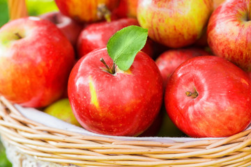 Organic apples in basket in summer grass. Fresh apples in nature