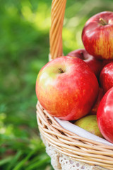 Organic apples in basket in summer grass. Fresh apples in nature