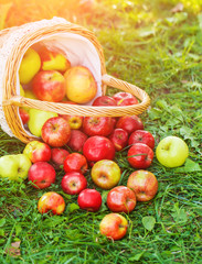 Organic apples in basket in summer grass. Fresh apples in nature