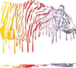 Tiger, abstract color painting on a white background