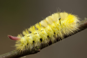 caterpillar