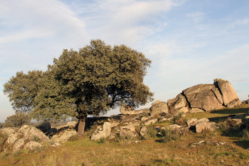 Encina y granitos en la Morisca, Montehermoso, Cáceres, España