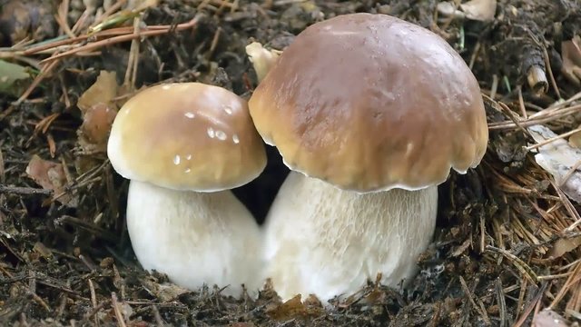 Some specimen of mushrooms -boletus edulis- located at forest