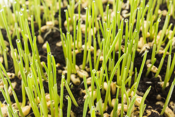 Fototapeta na wymiar Seedling growing