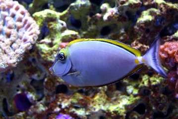 Fototapeta na wymiar blauer Fisch