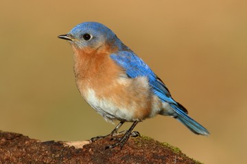 Male Eastern Bluebird