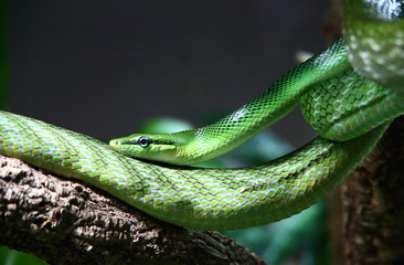 Naklejka premium grüne Schlangen