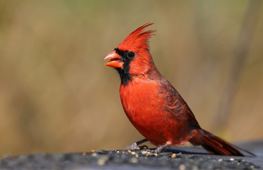 Male Northern Cardinal