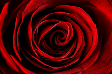 primo piano di una rosa rossa