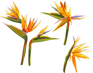 Acrylglas douchewanden met foto Strelitzia set van geïsoleerde bloemen van strelitzia