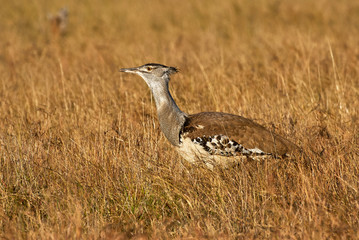 Kori bustard in tall yellow grass