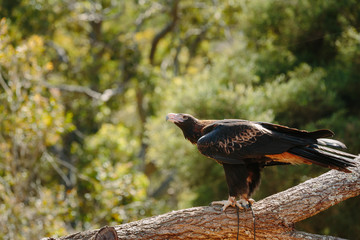 Eagle at Currumbin Wildlife Park, Qld, Australia