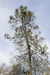 Scraggily Pine Tree Laden With Pine Cones