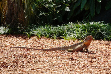 Lizard at Currumbin Wildlife Park, Qld, Australia
