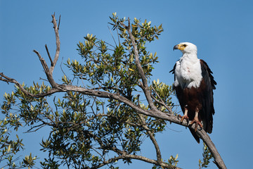 African fishing eagle